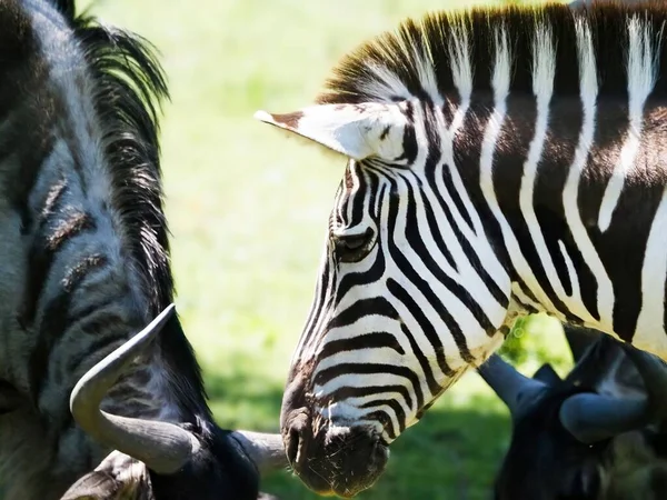 印第安纳韦恩堡动物园一只斑马的特写镜头 — 图库照片