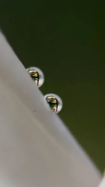 Primer Plano Vertical Dos Gotas Rocío Redondo Sobre Una Superficie —  Fotos de Stock