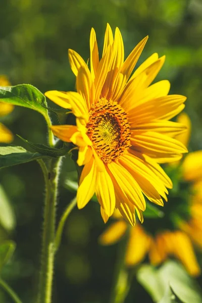 Eine Vertikale Nahaufnahme Einer Sonnenblume Helianthus Einem Sonnigen Tag — Stockfoto