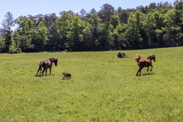 Dos Hordas Marrones Corriendo Naturaleza Salvaje Hierba Con Perro Árboles —  Fotos de Stock