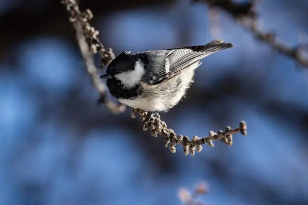 High Angle View Coal Tit Perching Pine Tree Branch Blue — Stockfoto