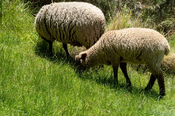 晴れた日に緑の草を放牧するメリノランスカフの羊の景色 — ストック写真