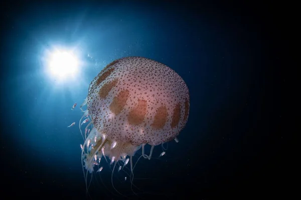 Una Medusa Con Luz Del Sol Del Fondo Superficial — Foto de Stock