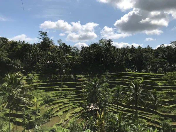 巴厘岛乌布德的铁加良米梯田风景如画 — 图库照片