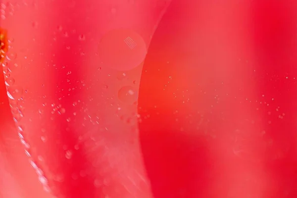 Petites Gouttes Huile Dans Eau Sur Fond Rouge Macro Photo — Photo