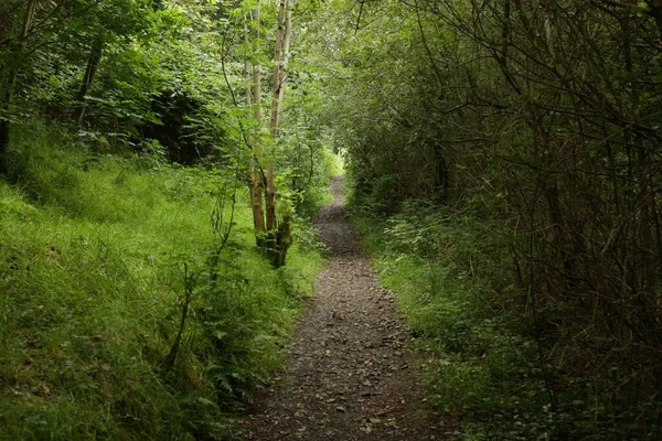 Chemin Campagne Long Étroit Avec Des Arbres Des Deux Côtés — Photo