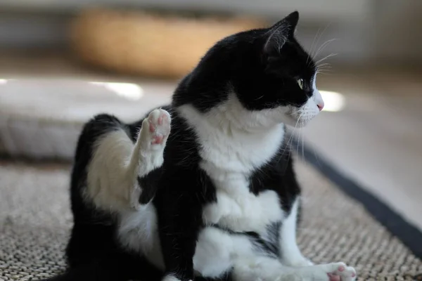Eine Nahaufnahme Einer Schwarz Weißen Zweifarbigen Katze Die Zur Seite — Stockfoto