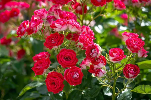 Букет Красивых Розовых Красных Садовых Цветов — стоковое фото