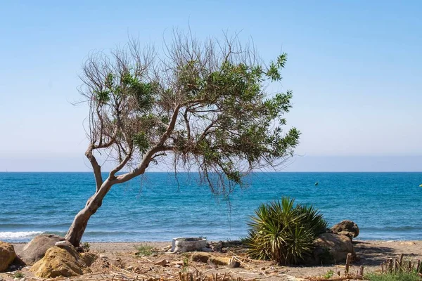 Beautiful Tree Beach Sand Blue Ocean Blue Sky Clouds Sunny — Stock Photo, Image