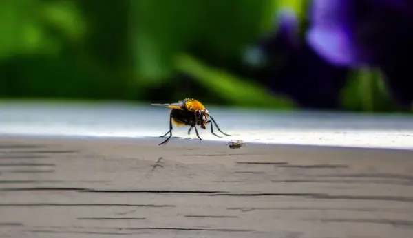 Abelha Procurando Algo Para Comer Durante Verão — Fotografia de Stock