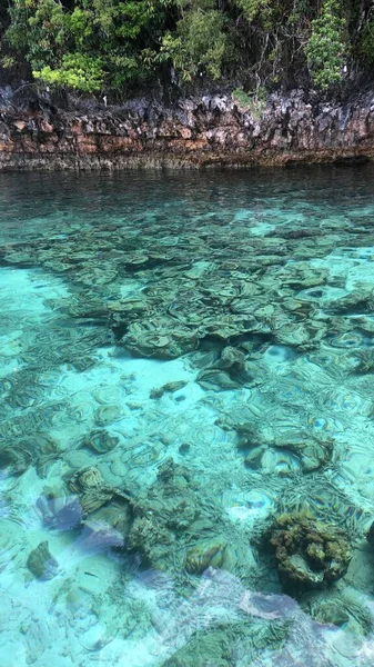Plan Vertical Récifs Coralliens Peu Profonds Eau Turquoise Transparente — Photo