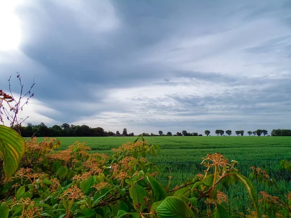 Мальовничий Вид Рослини Вібурнум Ростуть Зеленому Полі Під Хмарним Небом — стокове фото