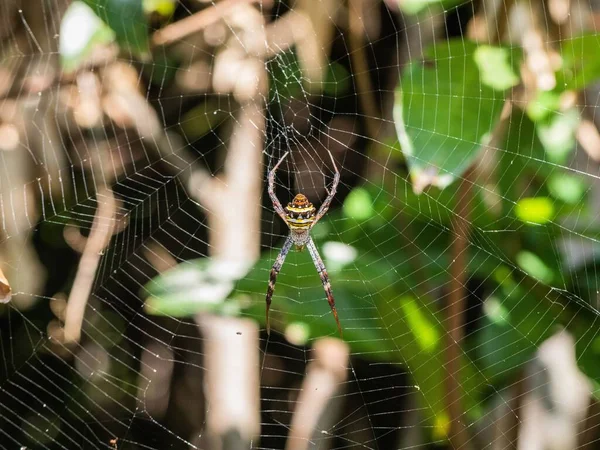 在模糊的背景下 一个Argiope Anasuja蜘蛛在其网络上的宏 — 图库照片