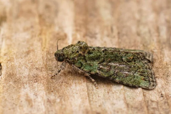 Detailed Closeup Mediterranean Tree Lichen Beauty Moth Cryphia Algae Sitting — Foto de Stock