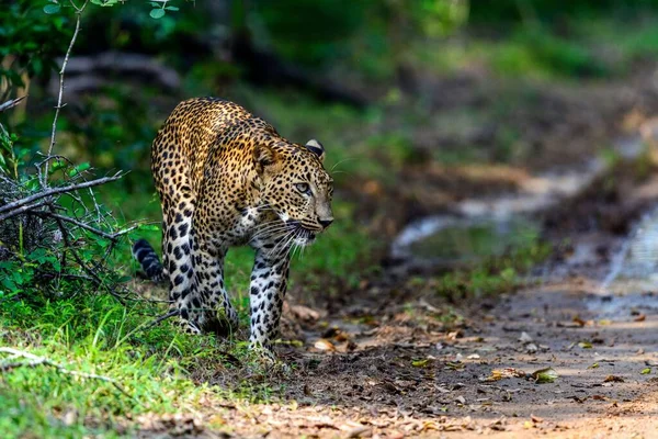 Leopardo Selvagem Sri Lanka Caçando Por Sua Presa Deserto — Fotografia de Stock