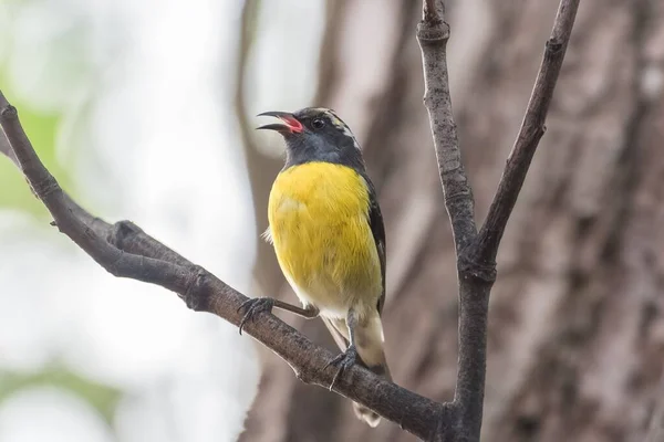 Sarı Şeker Kuşu Coereba Flaveola Bir Ağaç Üzerinde Şarkı Renkli — Stok fotoğraf