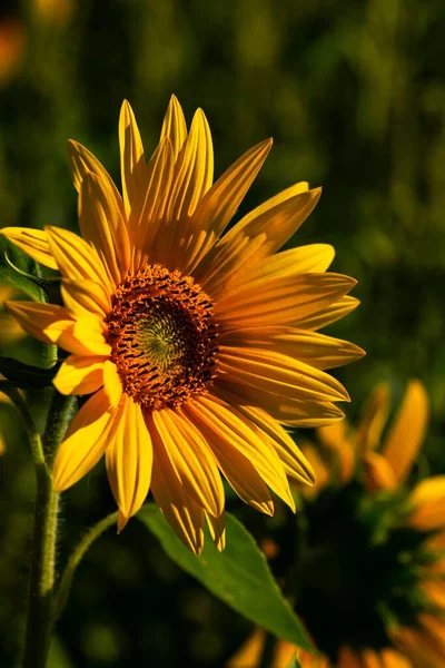 Vertikální Detailní Záběr Slunečnice Helianthus Slunečného Dne — Stock fotografie