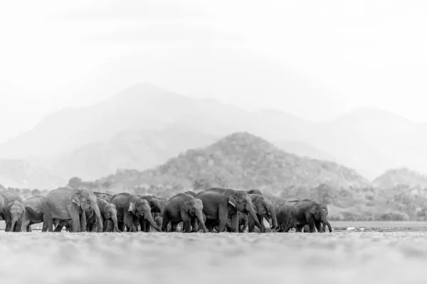 Troupeau Éléphants Marchant Dans Désert Niveaux Gris — Photo