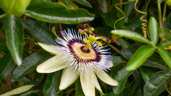 Bellissimo Scatto Una Passiflora Bluecrown Catturata Durante Giorno Tra Altre — Foto Stock