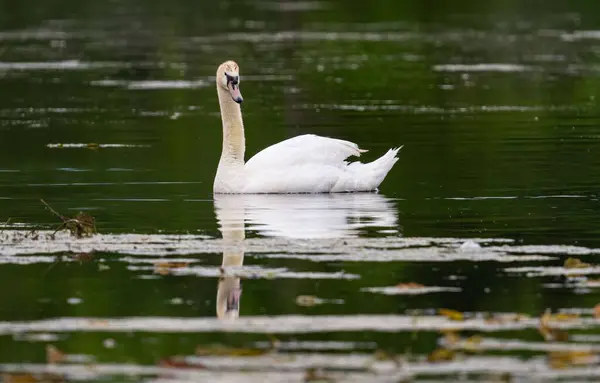 Nærbilde Stum Svane Som Svømmer Vann – stockfoto