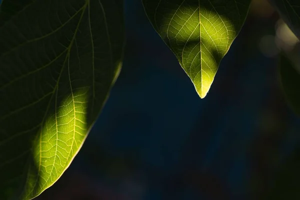 Las Hojas Una Planta Con Luz Solar Sombra Sobre Ellas — Foto de Stock