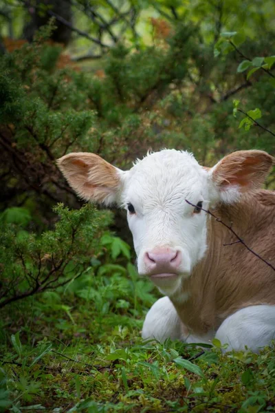 Αγελάδα Στο Γρασίδι Κοιτάζοντας Μοσχάρι Κάμερα — Φωτογραφία Αρχείου