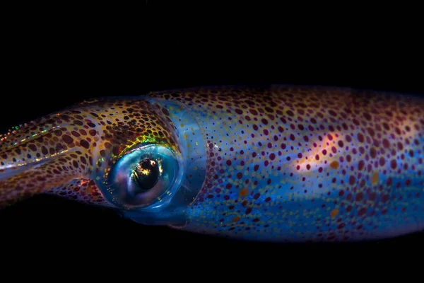 Een Kleurrijke Inktvis Onder Water — Stockfoto