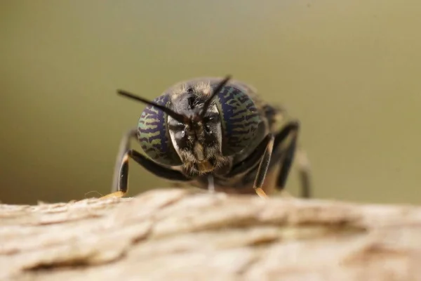 Detailed Closeup Cosmopolitian Species Black Soldier Fly Hermetia Illucens Sitting — Stock Photo, Image