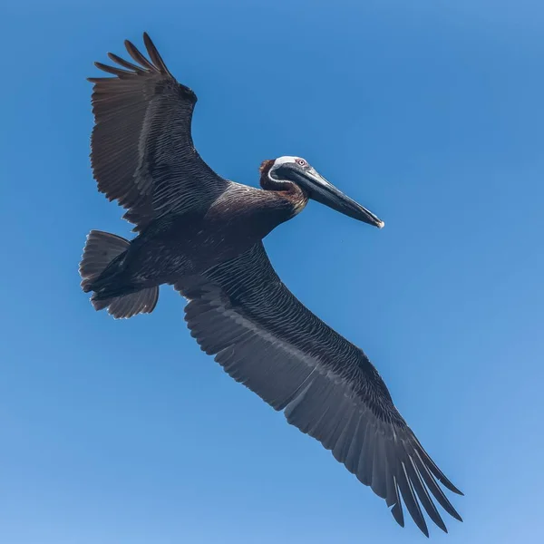 Посадка Плавание Пеликанов Поверхности Воды Гваделупе — стоковое фото