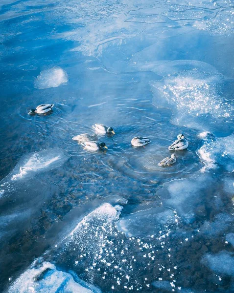 Uma Bela Vista Patos Reais Nadando Lago Gelado Congelado Inverno — Fotografia de Stock