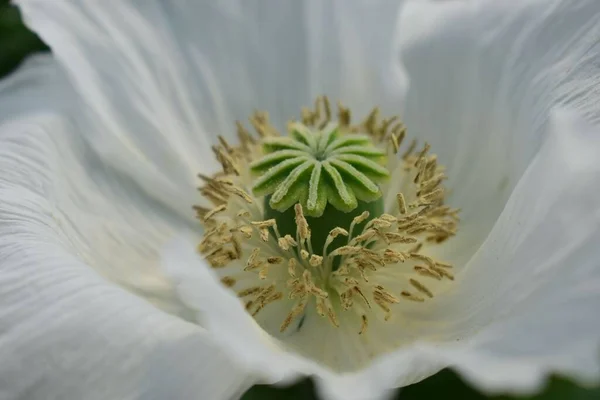 Tiro Macro Uma Bela Flor Papoula Branca — Fotografia de Stock