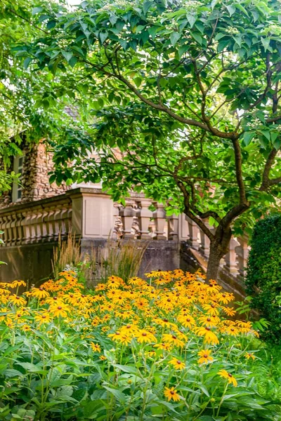 Vertikální Záběr Koneflowerů Rudbeckia Zahradě Monreposova Paláce Ludwigsburgu Německo — Stock fotografie