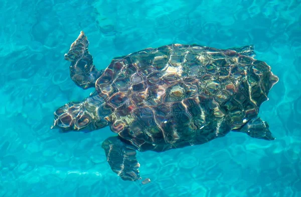 Eine Schöne Karettschildkröte Schwimmt Wasser — Stockfoto