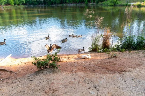 Eine Weiße Ente Liegt Ufer Eines Sees Mit Braunem Grund — Stockfoto