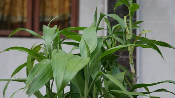 Eine Großaufnahme Einer Dracaena Duftpflanze — Stockfoto