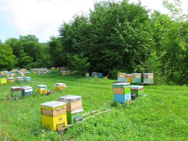 Ρουμανία Έχει Περίπου 000 Μελισσοκόμους 550 000 Αποικίες Μελισσών — Φωτογραφία Αρχείου
