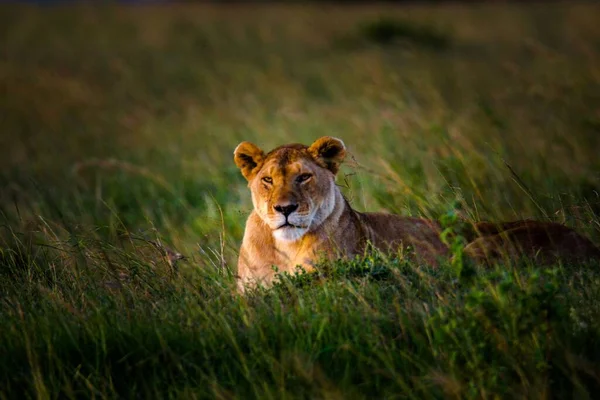 Une Lionne Repos Dans Parc National Masaimara Kenya — Photo