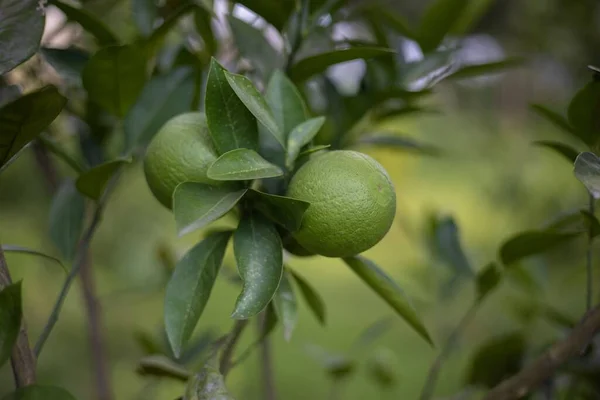 Крупный План Сырых Лимонов Растущих Зеленом Дереве — стоковое фото