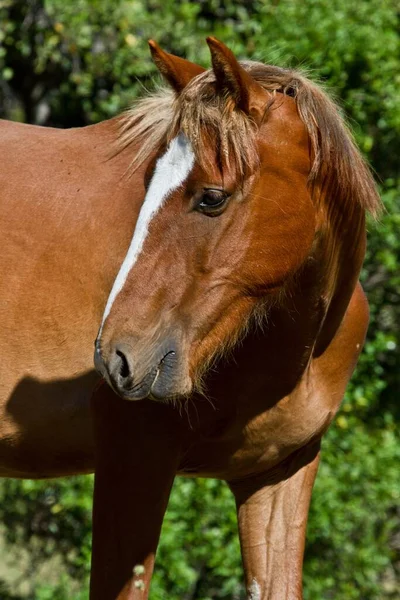 Een Bruin Paard Genietend Van Het Zonlicht Weide — Stockfoto