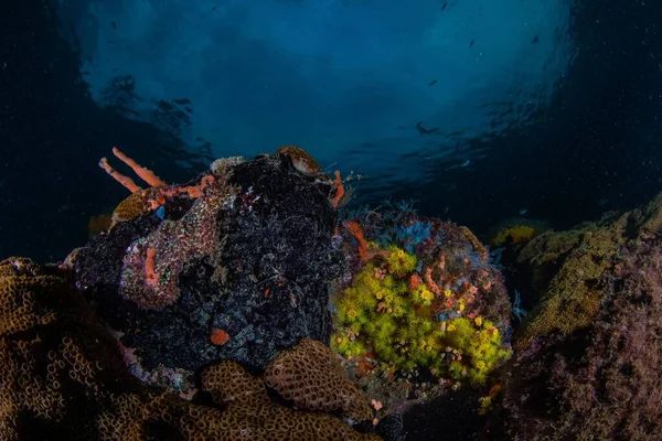 Corais Coloridos Ervas Daninhas Marinhas Subaquáticas — Fotografia de Stock