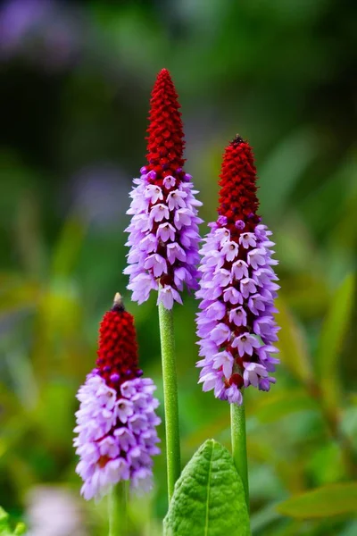 Eine Vertikale Aufnahme Lila Und Roter Exotischer Blumen Einem Garten — Stockfoto