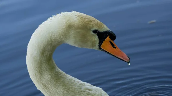 Krásný Záběr Hlavu Labutě — Stock fotografie