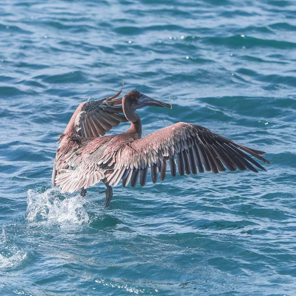 Aves Pelícanas Que Desembarcan Nadan Superficie Del Agua Guadalupe — Foto de Stock