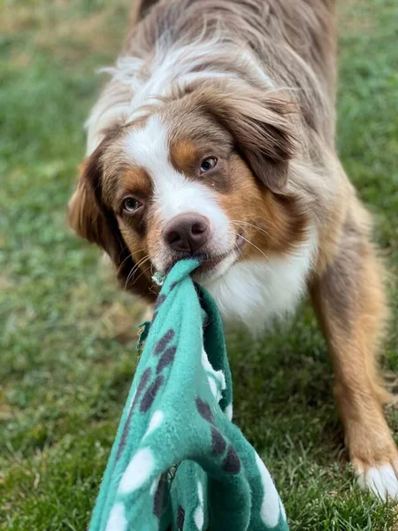 Ett Vertikalt Skott Australiensisk Shepherd Fånga Klänning Med Munnen — Stockfoto