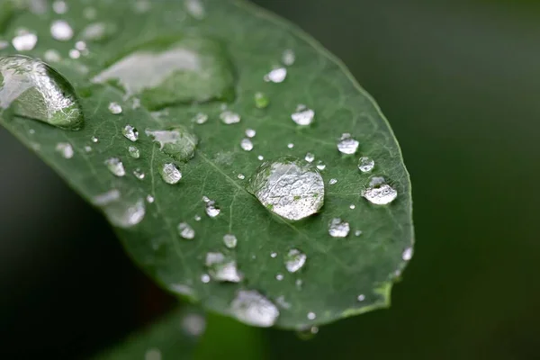 Makro Ujęcie Zielonego Liścia Pokrytego Kroplami Wody — Zdjęcie stockowe