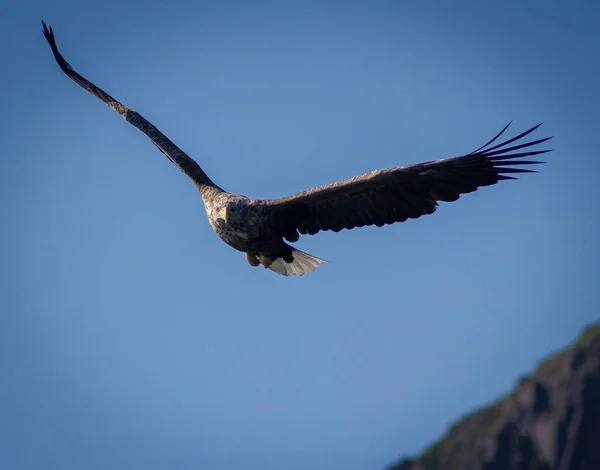 Águia Grande Voando Céu — Fotografia de Stock