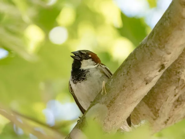 Uma Casa Sparrow Empoleirado Árvore Parque — Fotografia de Stock