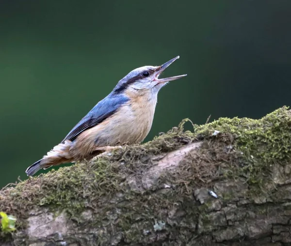 A Nuthatch bird on a log