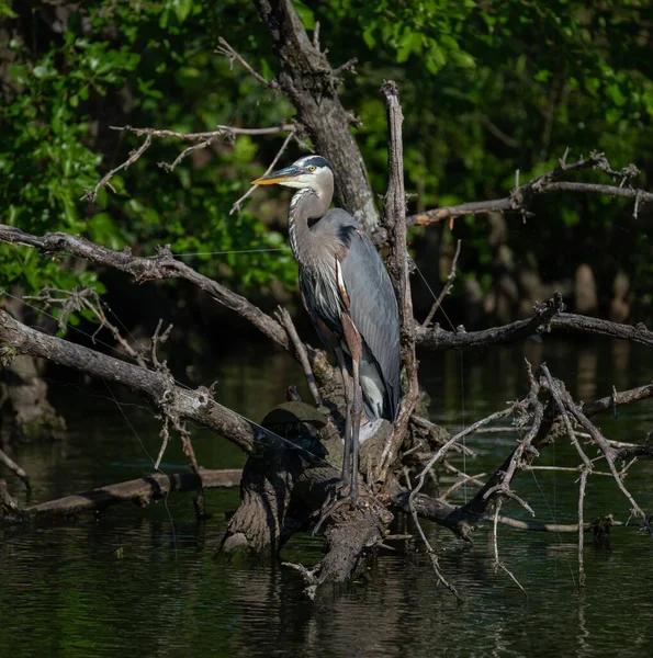 Vertical Closeup Beautiful Great Blue Heron Standing Tree Lake — Stock Photo, Image