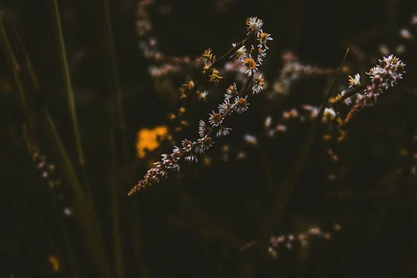 Shallow Focus Beautiful Plant Tiny White Flowers — Stock Photo, Image